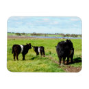 Search for cow magnets Calf