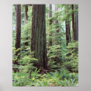 Search for provincial park posters Danita delimont