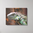 Search for lizards canvas prints Iguana
