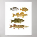 Search for gamefish Bass