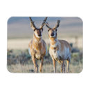 Search for antelope magnets Buck