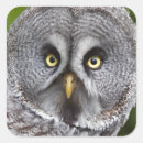 Search for hoo stickers Owl