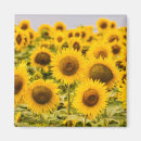 Search for farm magnets Summer