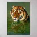 Search for animals in captivity posters Tiger
