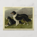 Search for shepard postcards Vintage