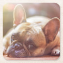 Search for pets barware french bulldog