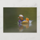 Search for mandarin postcards Chinese