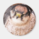 Search for falcon magnets Wildlife