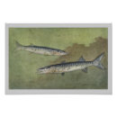 Search for barracuda art Ocean