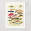 Search for vintage great barrier reef postcards Ocean