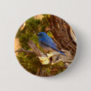Search for bluebird badges Wildlife