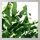 Search for banana leaf posters Botanical