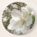 Search for apple blossom coasters Nature