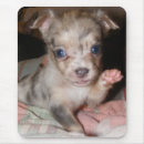 Search for blue merle mouse mats Pet
