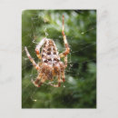 Search for arachnids vertical postcards Nature