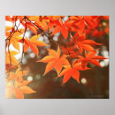 Search for red maple photography Drawings