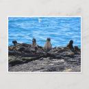 Search for iguana lizard postcards Galapagos