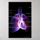 Search for parts of the heart posters Human