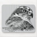 Search for goshawk Bird