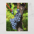 Search for merlot postcards French