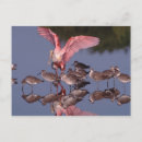 Search for ding postcards Wildlife