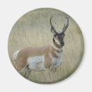 Search for buck magnets Antilocapra americana