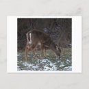 Search for winter deer postcards Snow