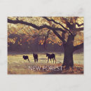 Search for autumn forest postcards Woodland