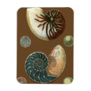 Search for shell magnets Conch seashell