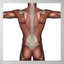 Search for muscle man posters Body