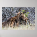 Search for cute moose posters Baby