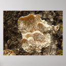 Search for tier posters Tooth