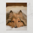 Search for pedigree postcards Puppy