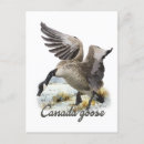 Search for geese postcards Hunt