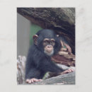 Search for cute chimpanzee postcards Animal