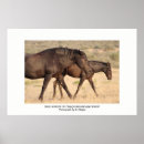 Search for mustangs photography Desert