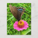 Search for swallowtail postcards Butterflies