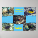 Search for snorkel posters Hawaii