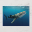 Search for triangle postcards Whale shark
