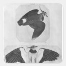 Search for budgerigar stickers Bird