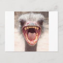 Search for funny ostrich postcards Emu