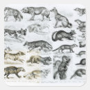 Search for carnivores stickers Wolf