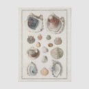 Search for beach tissue paper Shell