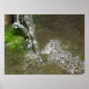 Search for algae posters Nature