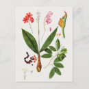 Search for sweet pea flowers postcards Plants