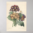 Search for primula posters Illustration