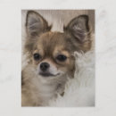 Search for pedigree cards invites Chihuahua