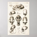 Search for baboon monkey posters Baboons