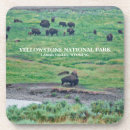 Search for bisons coasters Wildlife