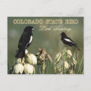 Search for larks postcards Colorado